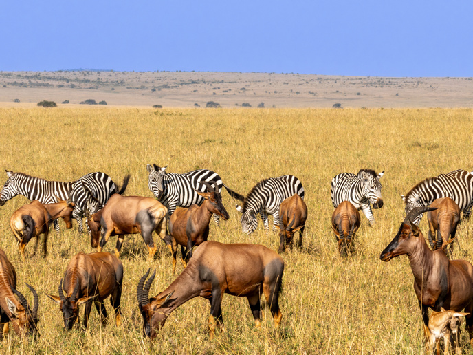 The real state of biodiversity in sub-Saharan Africa | News | CORDIS