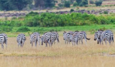 Booking a safari this year? How to make sure it’s ethical – The Irish News