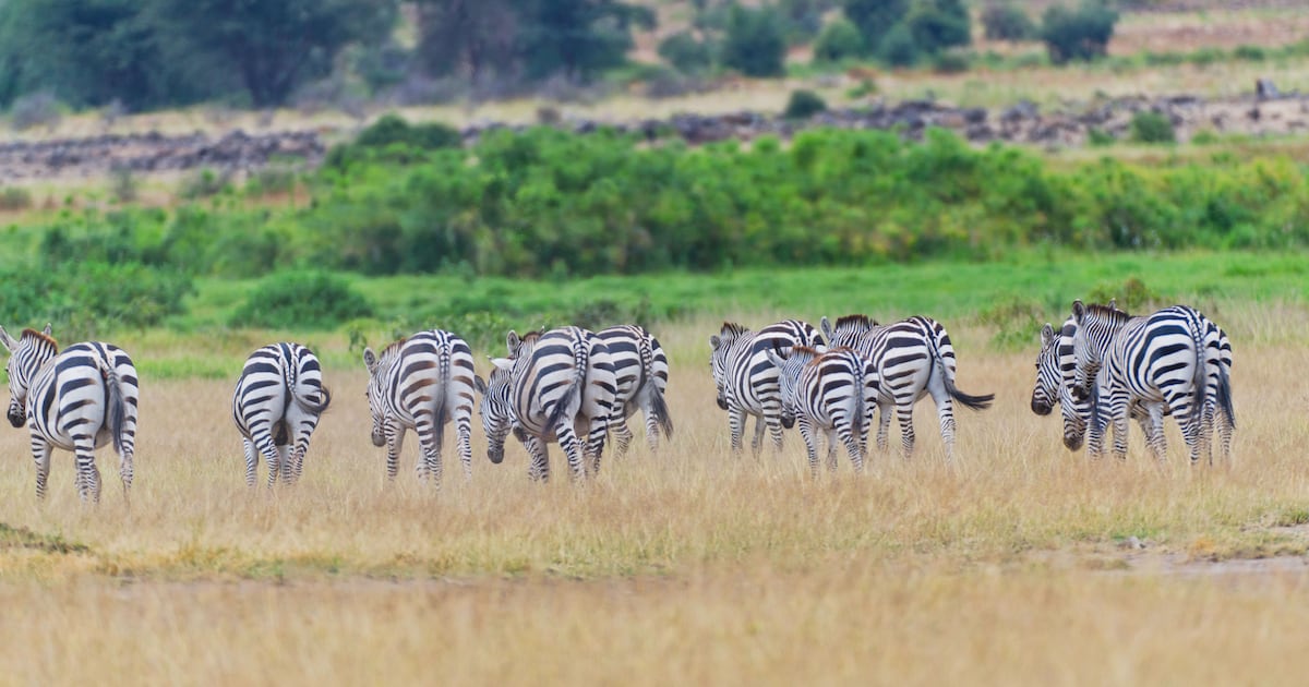 Booking a safari this year? How to make sure it’s ethical – The Irish News