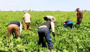 Politiques agricoles : pourquoi recherche, évaluation et action publique doivent aller de pair