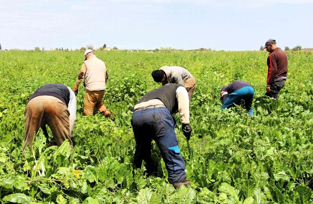 Politiques agricoles : pourquoi recherche, évaluation et action publique doivent aller de pair