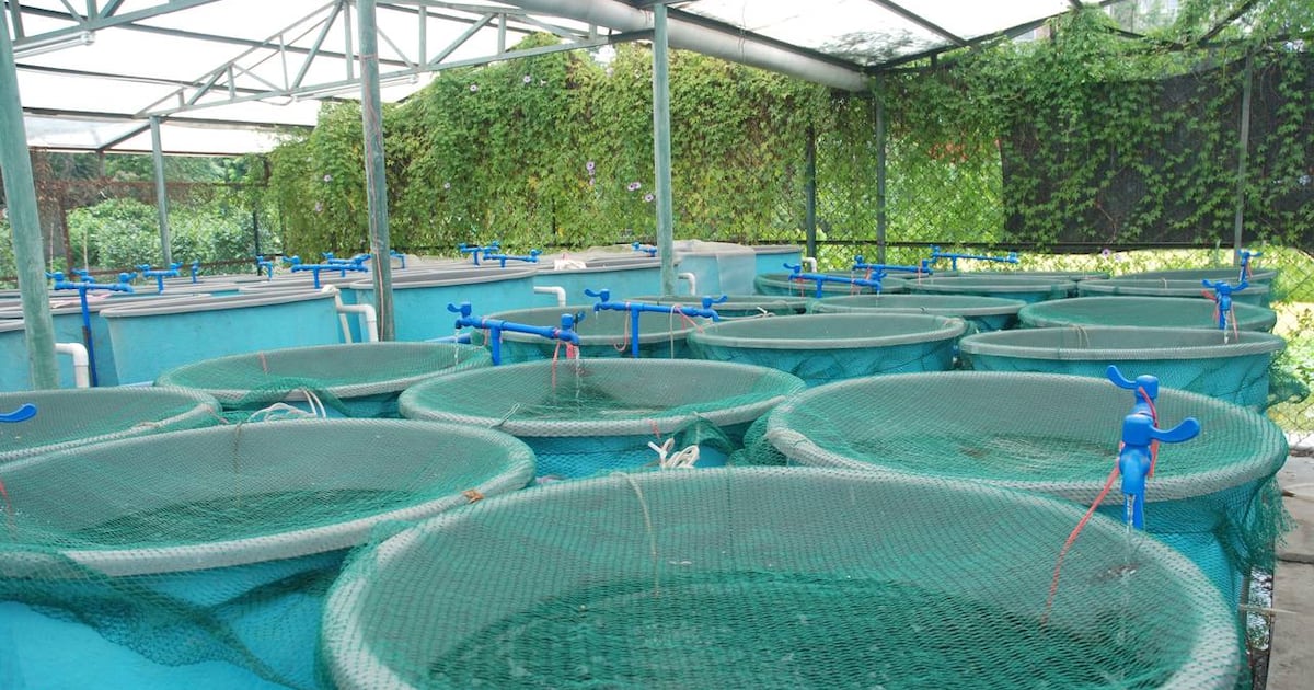 Des projets structurants pour booster l’aquaculture d’ici 2027