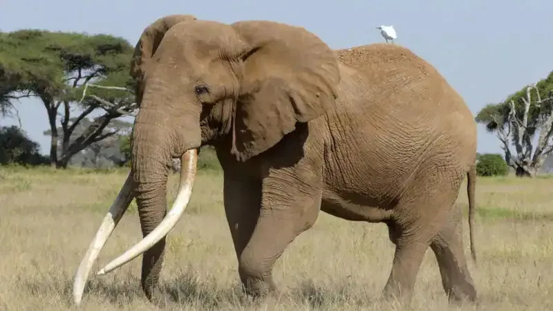 <p>Super Tusker Craig lived in the Amboseli National Park region his entire life.</p><p class="copyright">©Amboseli Trust for Elephants – <a href="https://www.facebook.com/AmboseliElephants/posts/pfbid0Gcq5UB4Y3LTAZw39mY5iN79A63FCT62tkpir67gVXfEa46sWX3cYRCKi27SNyAz2l?__tn__=%2CO*F22o" rel="nofollow noopener" target="_blank" data-ylk="slk:Original;elm:context_link;itc:0;sec:content-canvas" class="link ">Original</a> / <a href="https://www.facebook.com/AmboseliElephants/posts/pfbid0Gcq5UB4Y3LTAZw39mY5iN79A63FCT62tkpir67gVXfEa46sWX3cYRCKi27SNyAz2l?__tn__=%2CO*F" rel="nofollow noopener" target="_blank" data-ylk="slk:License;elm:context_link;itc:0;sec:content-canvas" class="link ">License</a></p>