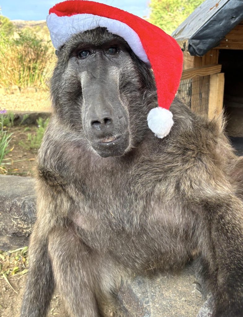 Social media mourns death of star baboon Cindy - News