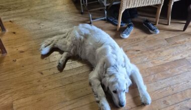 Minds All the Way Down