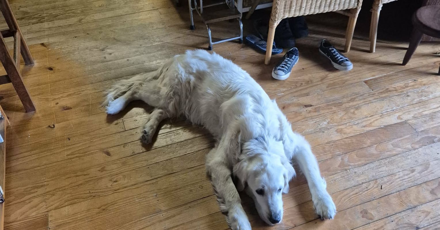 Minds All the Way Down