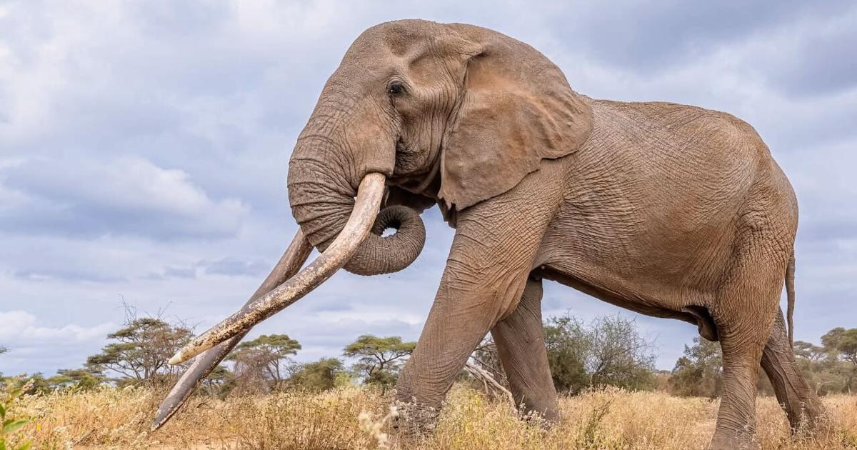 Conservationists in Kenya pay tribute to beloved 'super tusker' elephant Craig, who died at age 54 | Ap