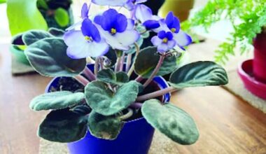 African violets bring winter color indoors with proper care | Oelwein Daily Register