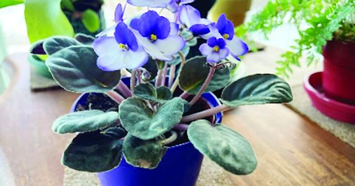 African violets bring winter color indoors with proper care | Oelwein Daily Register