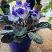 African violets bring winter color indoors with proper care | Daily Gate City - Keokuk, Iowa