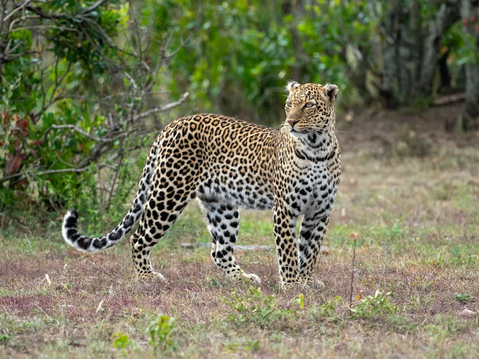 A leopard in Kenya