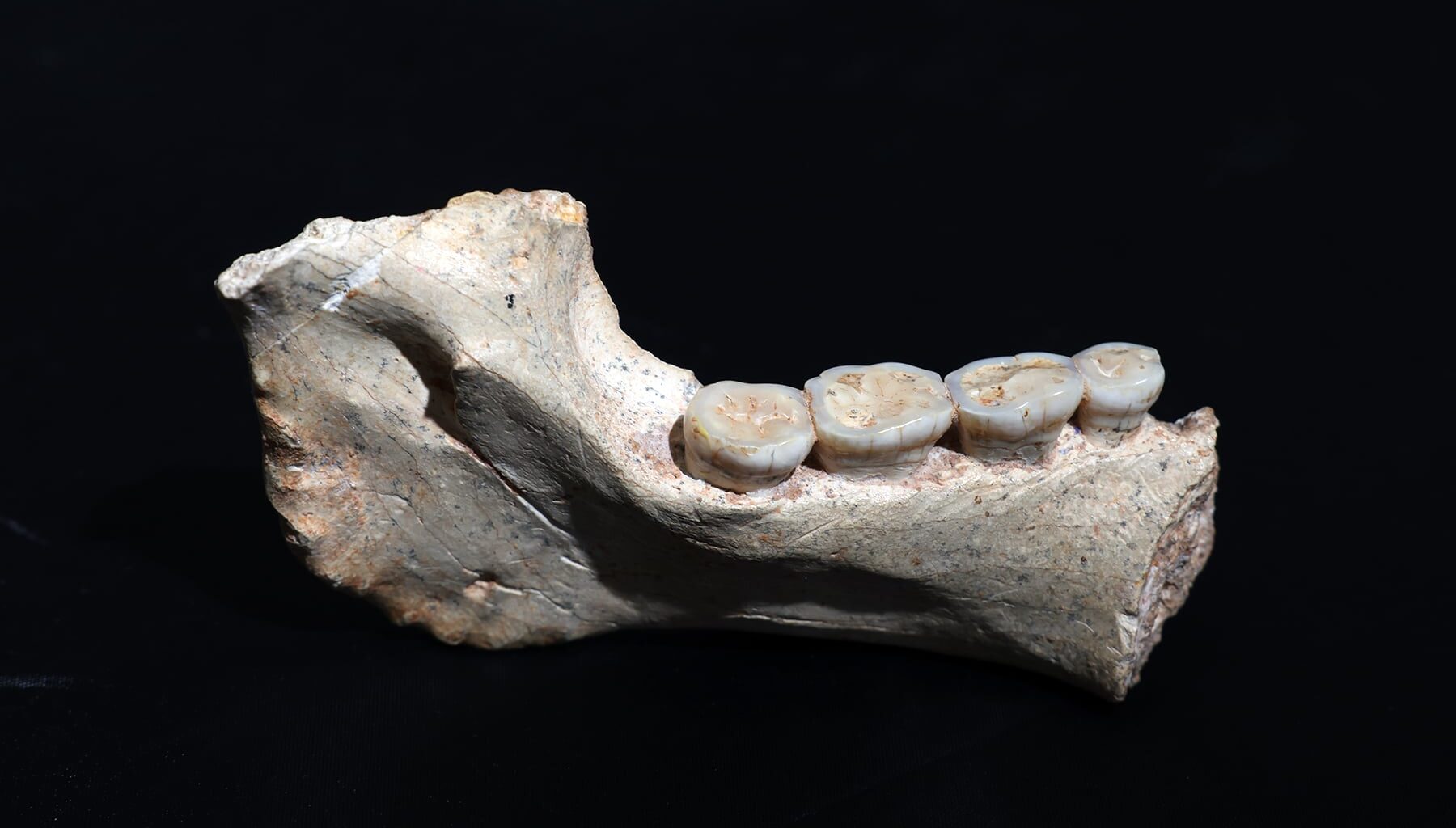 Africa Likely Birthplace Of Modern Humans, Moroccan Fossils Suggest