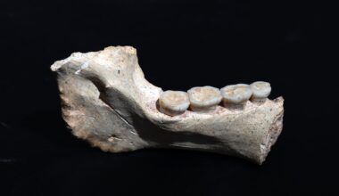 Africa Likely Birthplace Of Modern Humans, Moroccan Fossils Suggest