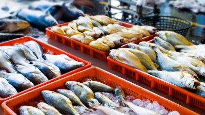 (Reprise) Traçabilité et transparence : le Maroc accélère la numérisation du secteur de la Pêche