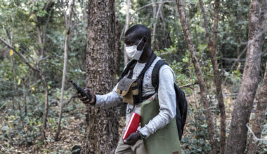 étudier les chimpanzés, loin du danger des mines d'or