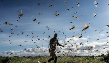 Une nuée de criquets pèlerins dans le comté de Samburu, au Kenya, le 21 mai 2020.   Fredrik Lerneryd / Getty Images/AFP