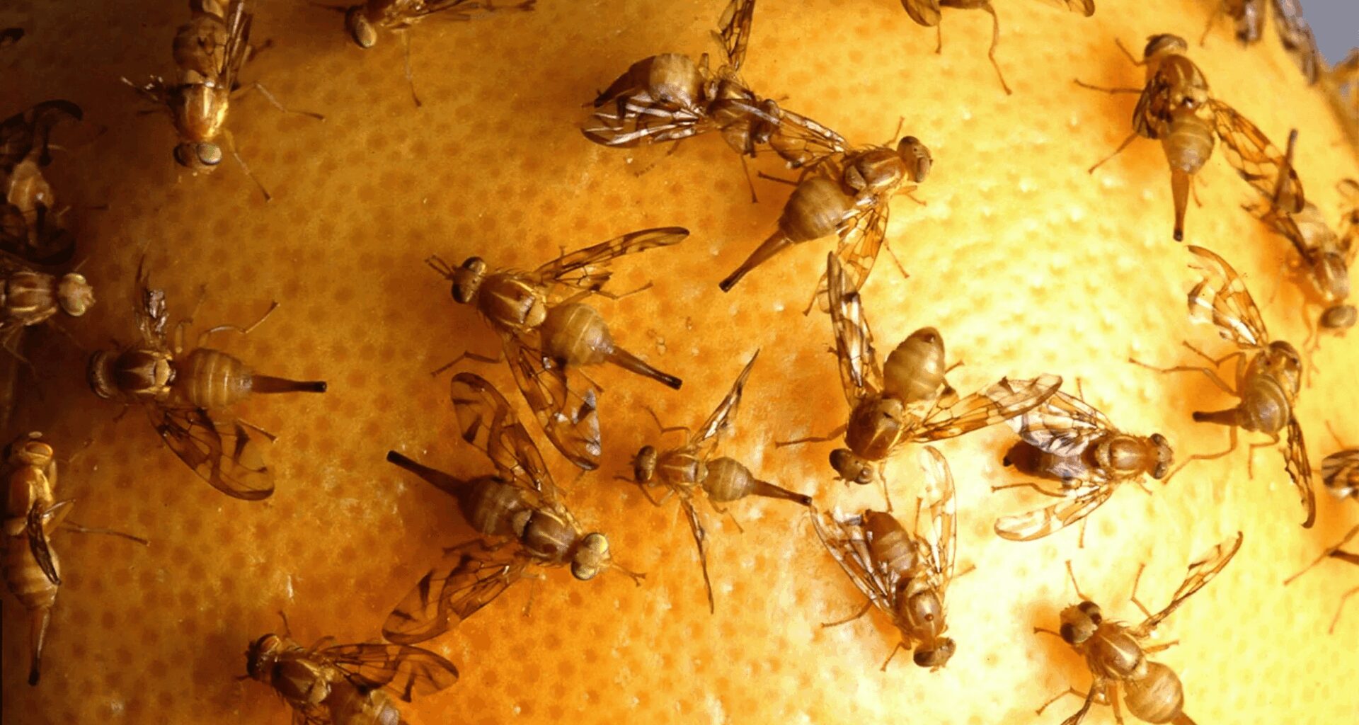 Invasions biologiques : une facture silencieuse de plusieurs milliards pour l’économie marocaine