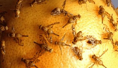 Invasions biologiques : une facture silencieuse de plusieurs milliards pour l’économie marocaine