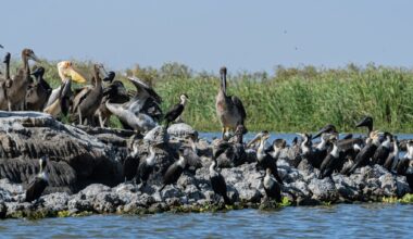 Dénombrement international : 22 000 oiseaux recensés au Djoudj