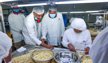 Kagwe: Kenya exports 13–17 tonnes of miraa daily to Somalia