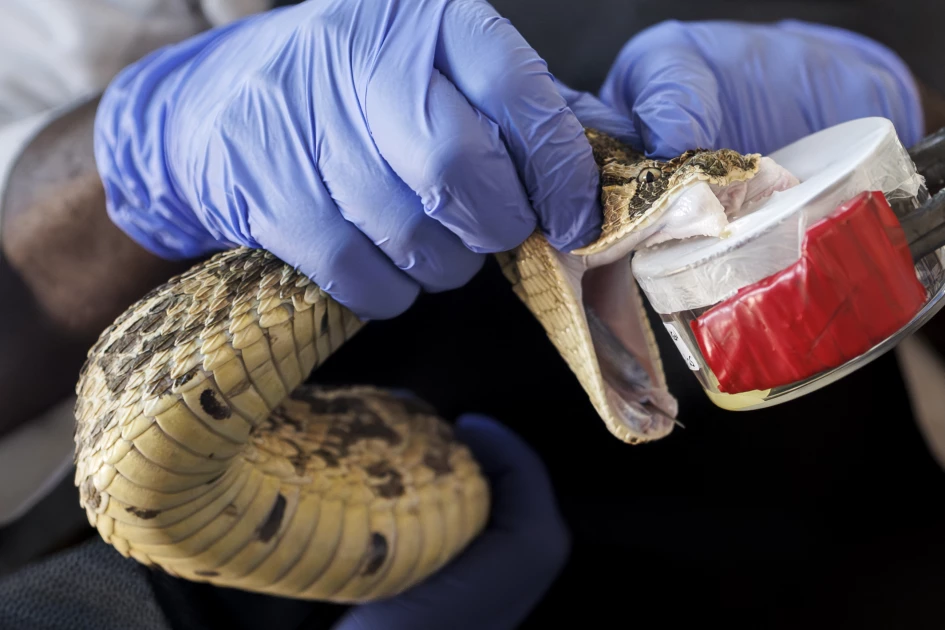 Snake causes panic after entering police station in Siaya