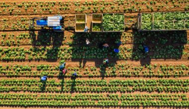 MyEasyFarm and Anthesis join forces to scale AgriCarbon in South Africa