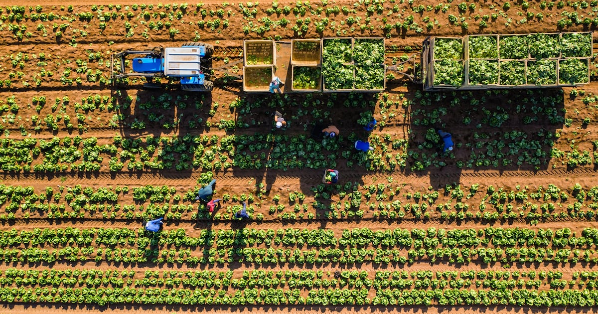 MyEasyFarm and Anthesis join forces to scale AgriCarbon in South Africa