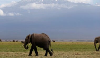 Helicopter crash on Tanzania's Mount Kilimanjaro kills five, aviation authority says