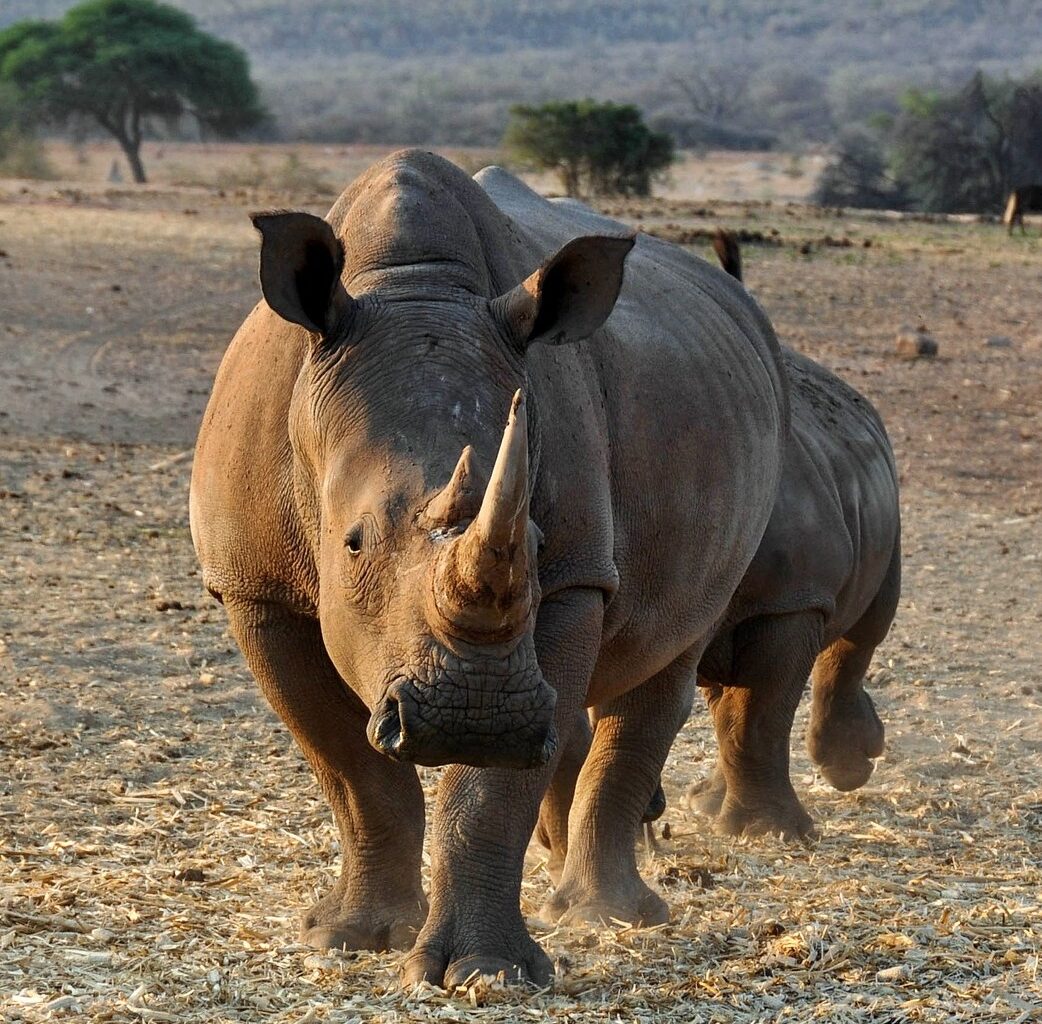 Namibia disregards the dangers of trade as it seeks to sell elephant ivory and rhino horn