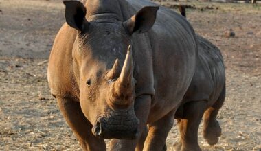 Namibia disregards the dangers of trade as it seeks to sell elephant ivory and rhino horn