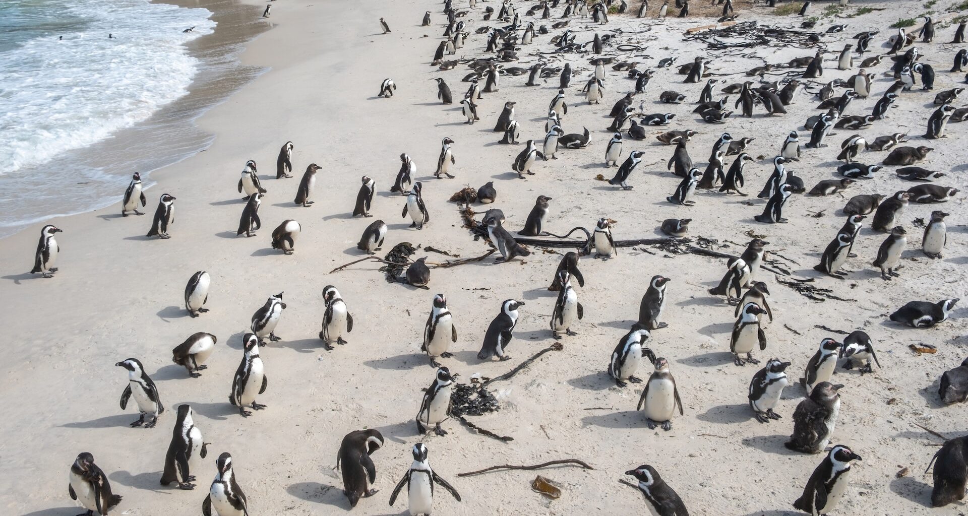 The high mortality rate of penguins in South Africa has been narrowed down to a single shocking culprit.