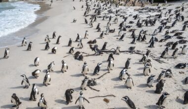 The high mortality rate of penguins in South Africa has been narrowed down to a single shocking culprit.