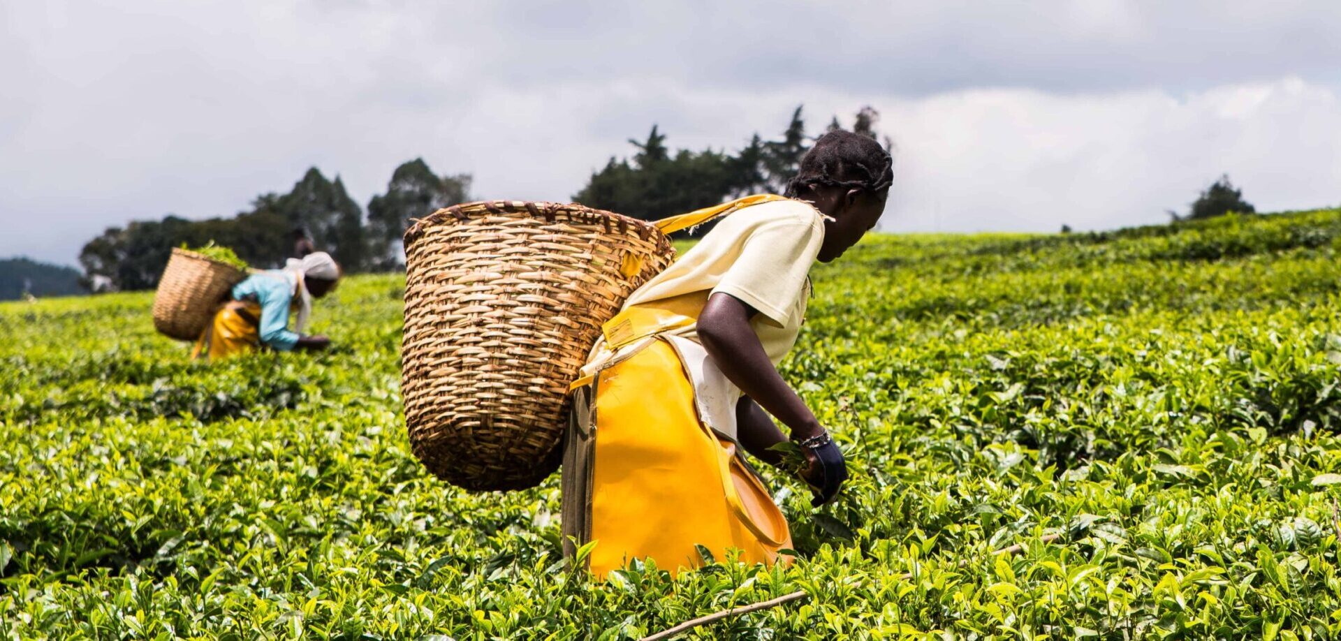 US tariffs threat risk Kenya- Iran tea trade - Sacco Review
