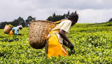 US tariffs threat risk Kenya- Iran tea trade - Sacco Review