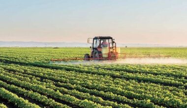 Les dernières pluies ravivent les espoirs des agriculteurs