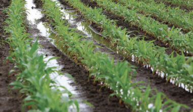 Agriculture : la région Fès-Meknès engage un virage résilient sous des auspices pluviométriques favorables