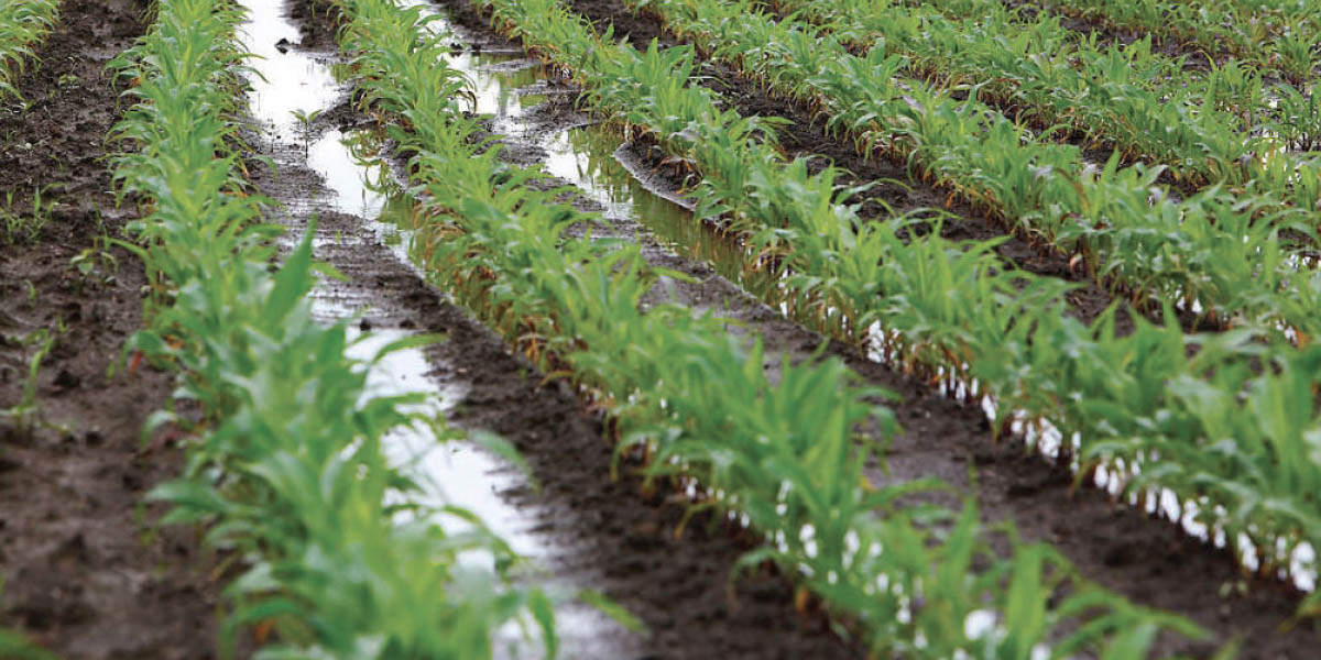 Agriculture : la région Fès-Meknès engage un virage résilient sous des auspices pluviométriques favorables