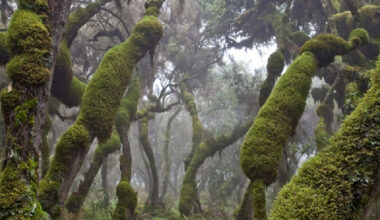 REDD+ Boosts Forest Restoration in Ethiopia