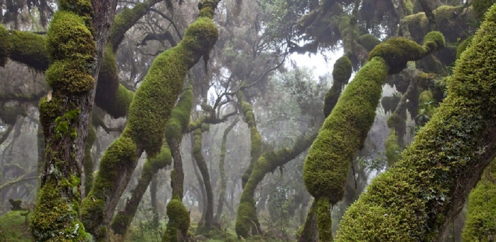 REDD+ Boosts Forest Restoration in Ethiopia