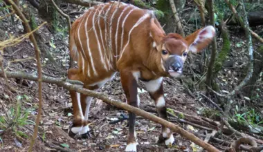 Mount Kenya Wildlife Conservancy marks birth of 100th Mountain Bongo
