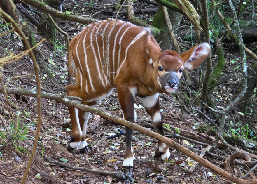 Mount Kenya Wildlife Conservancy marks birth of 100th Mountain Bongo
