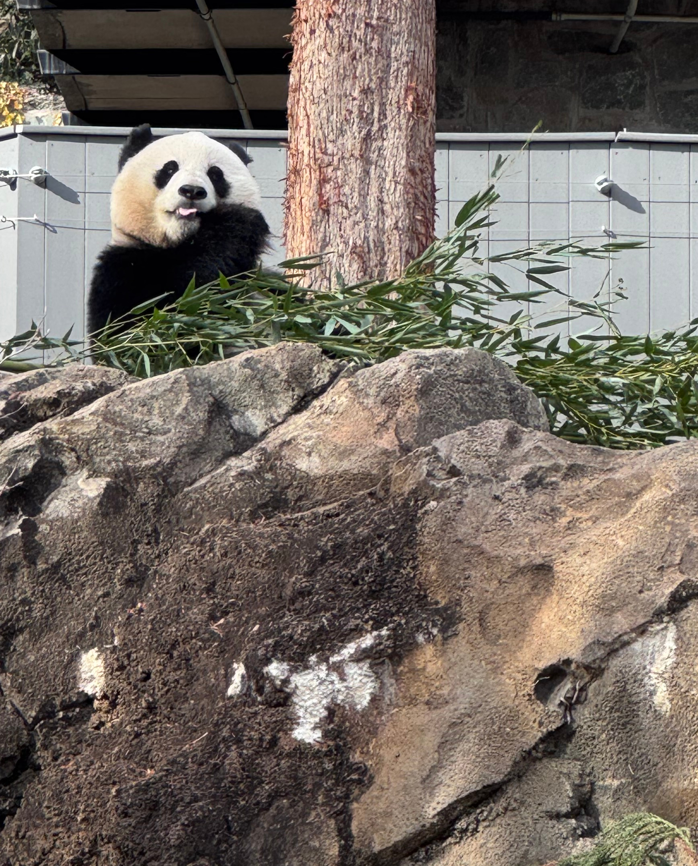 The zooâs new female giant panda, Qing Bao, munches on...