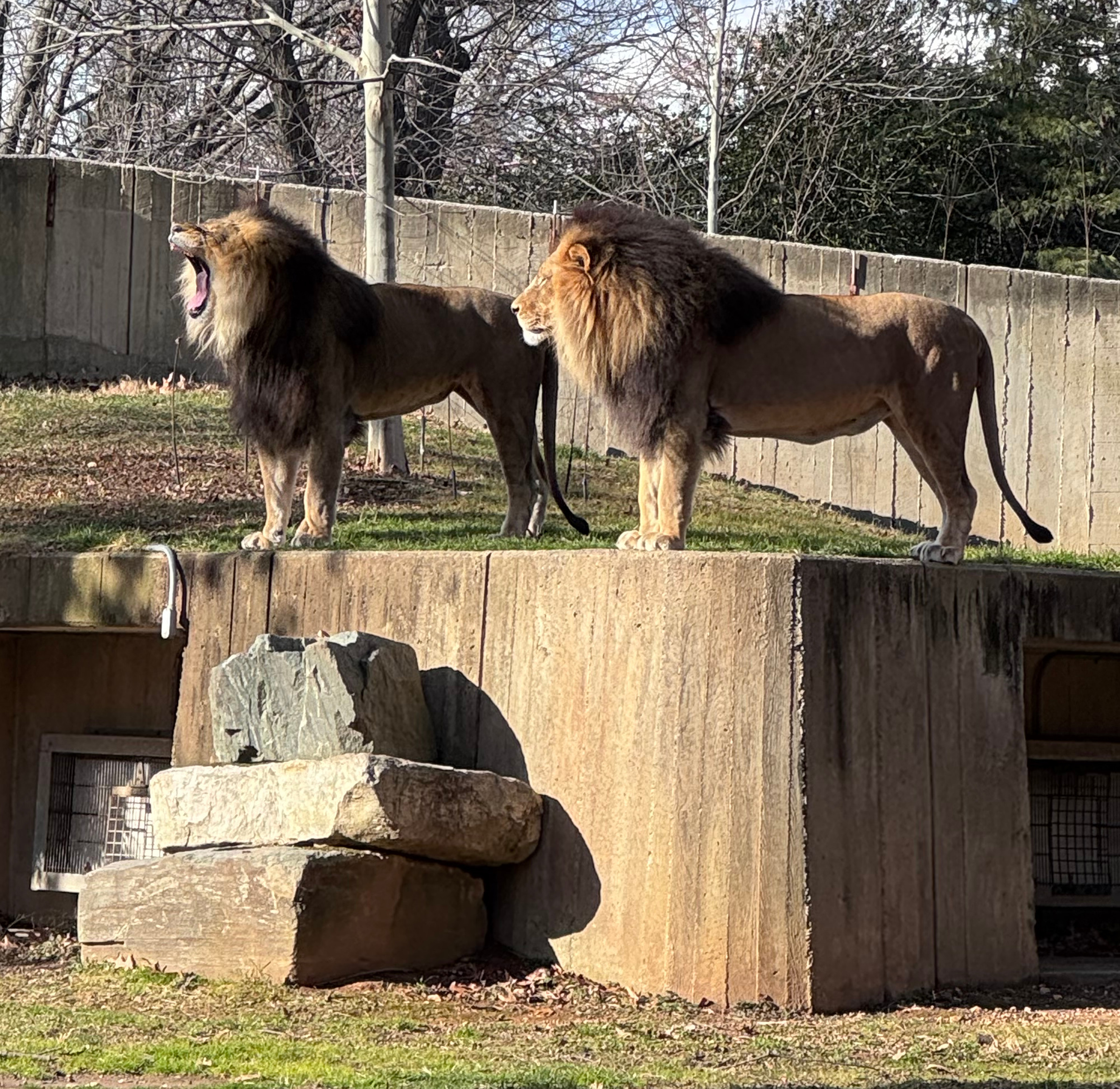 Two African lions do their best âLion Kingâ poses. (Jeff...