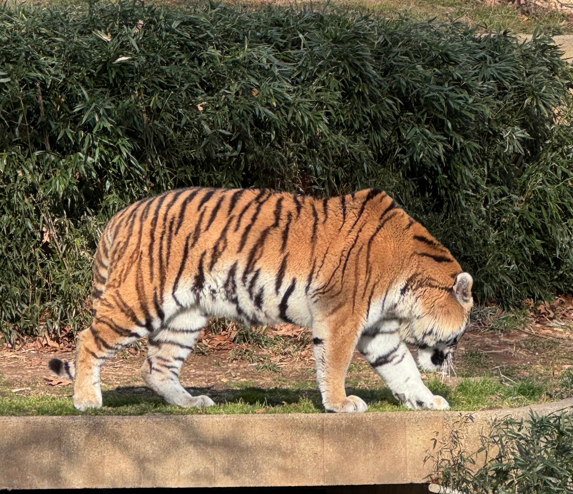 An enormous Siberian tiger shows off at the zooâs Great...