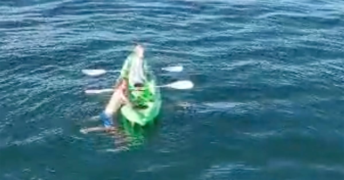 Sunrise paddle turns into brush with sharks for teens near East London