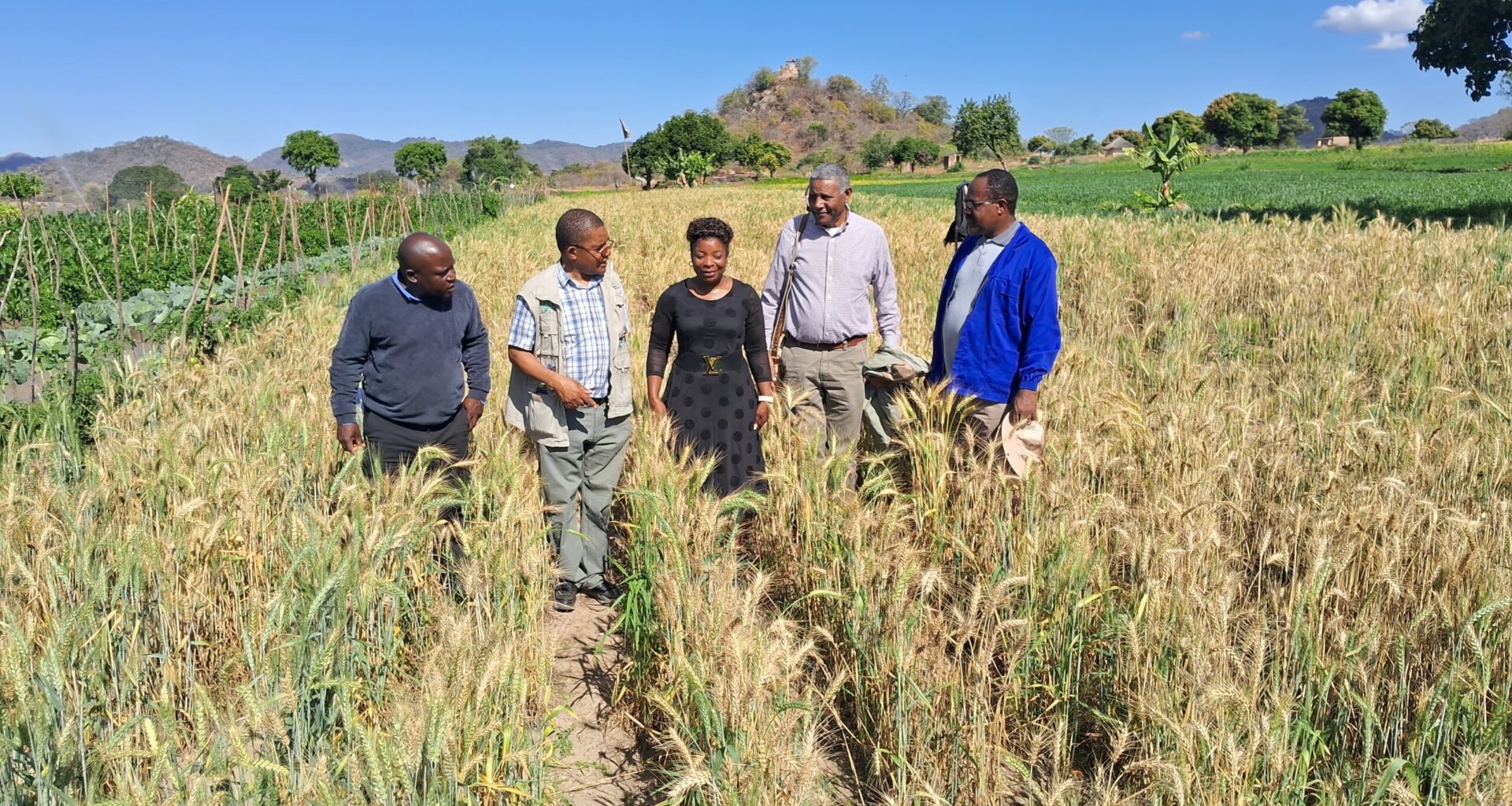 Bright Horizons for Nutrition in Zimbabwe – CIMMYT