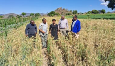 Bright Horizons for Nutrition in Zimbabwe – CIMMYT