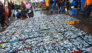 Maroc/Sardine : Des mesures préventives pour stabiliser les prix (responsable)