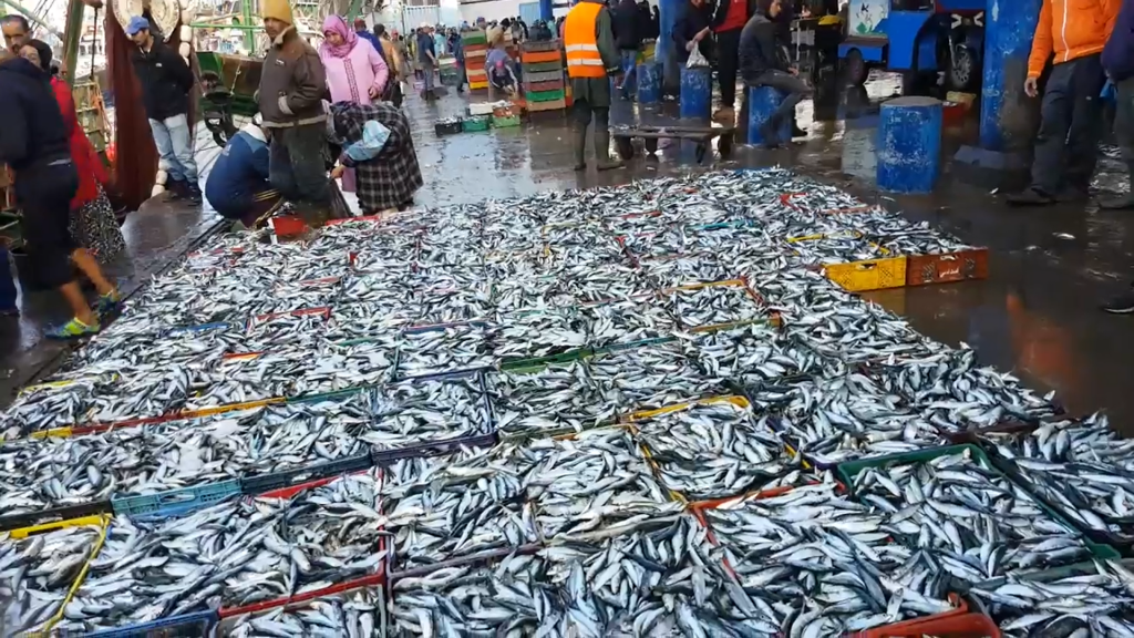Maroc/Sardine : Des mesures préventives pour stabiliser les prix (responsable)
