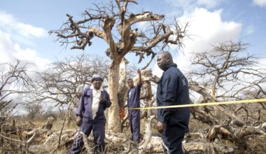 Why policy certainty is the best insurance for Kenya’s carbon trade